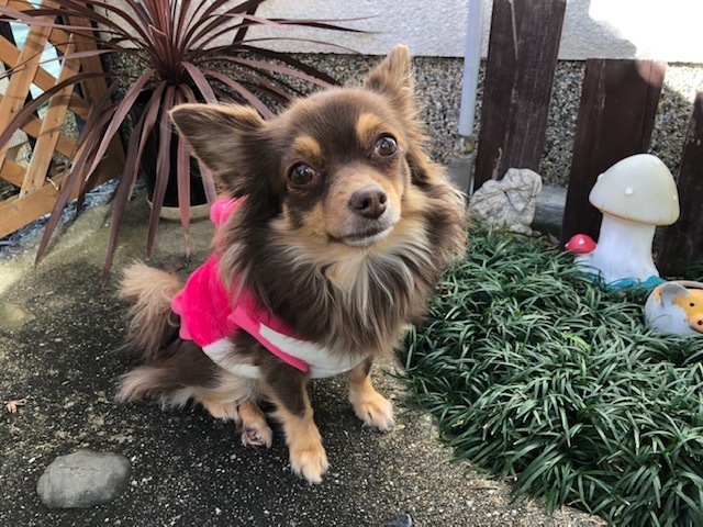 犬の写真撮影で 一瞬を撮り逃さない裏ワザをお教えします ドレミファルちゃん Blog